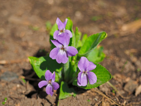 Blooming Viola odorata, Sweet Violet, Wood violet, English Violet, Common Violet, or Garden Violet