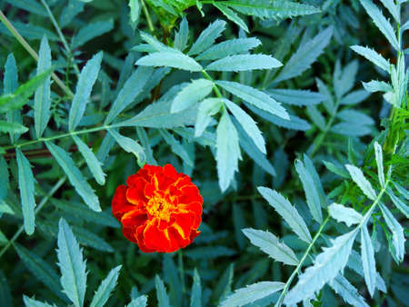 Summer sunny day background with blooming red marigold flowers.の写真素材