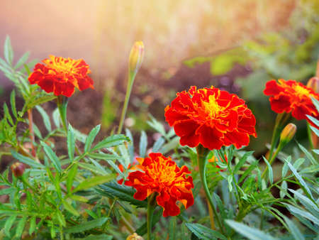 Summer sunny day background with blooming red marigold flowers.の写真素材