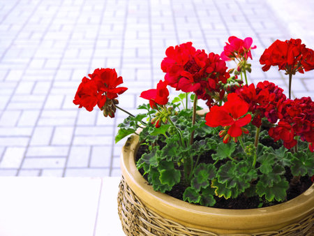 Red garden geranium flowers in a pot. Street decoration close up shot