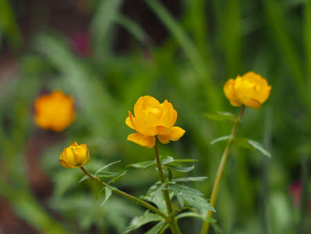 Beautiful bright yellow flowers of Trollius asiaticus. Floral  backgroundの写真素材
