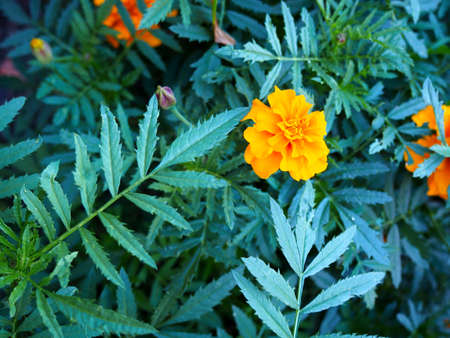 Summer sunny day background with blooming marigold flowers.の写真素材
