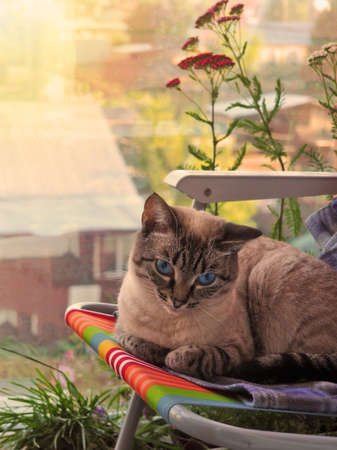 Beige cat chilling out at the green flowery balconyの写真素材