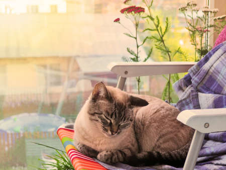 Beige cat chilling out at the green flowery balconyの写真素材