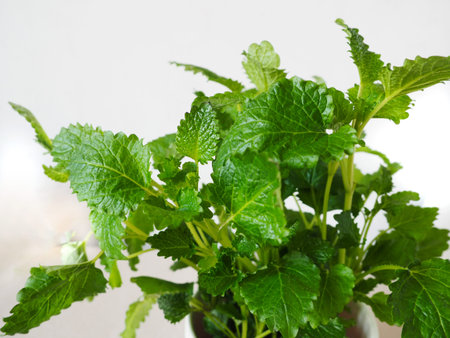 Fresh green leaves of Lemon balm close up shot on white