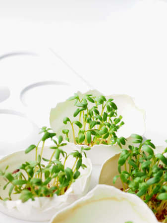 Growing microgreens in the egg shell. Food backgroundの写真素材