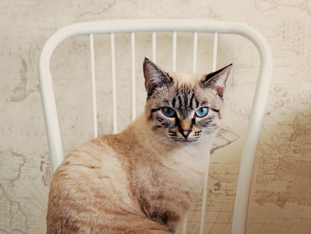 Beige Thai cat sitting on a white chairの写真素材