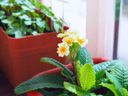 Yellow primula potted in a brown pot, closeup on viewの写真素材