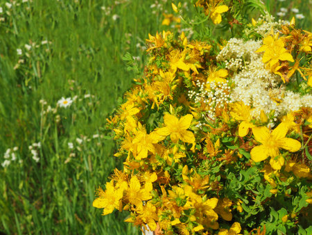 Freshly picked blooming St. John's wort close up shot. Medicinal herbsの写真素材