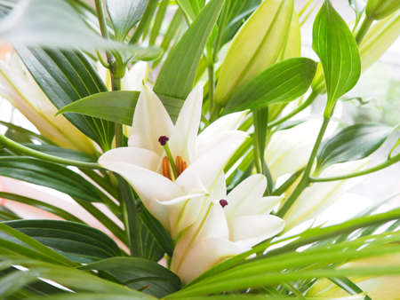 Bouquet of white lilies with green tropical leaves. Flower macro shotの写真素材