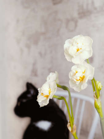 The little bouquet of narsissus flowers with a cute black cat in the background.の写真素材
