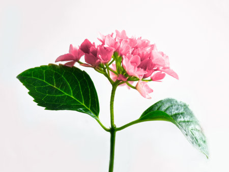 Hydrangea pink colored flowerhead at the start of blooming season