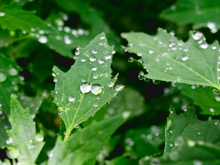 Water drops on a green leaves. Green natural background