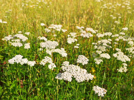 Milfoil flowers blooming in the meadow. Medical herbs: Achillea millefolium, yarrow ,or nosebleed plantの写真素材