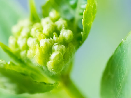 Smallbuds of a hydrangea flower getting ready to bloom in spring. Soft focus natural green...