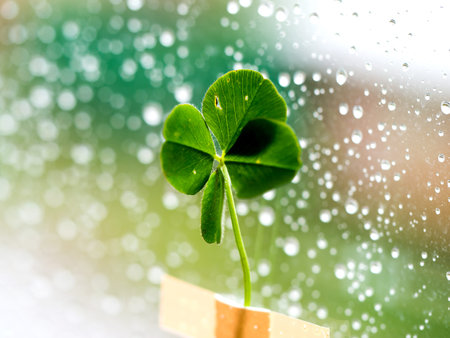 Four leaf clover on rain drops nature background, closeup with space for text