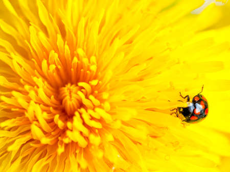 Beautiful Yellow Dandelion with lady bug Close Up Macro image. Natural summer tine background.の写真素材