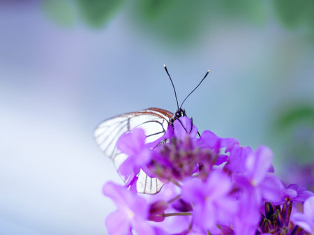 beautiful white butterfly on purple flowers, soft blurred background. Close up view, selective focus image. Floral greeting card.の写真素材