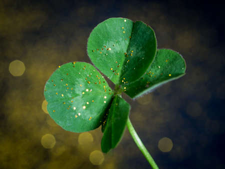 Four leaf clover on dark shiny background. Beautiful St Patrick's day concept.の写真素材