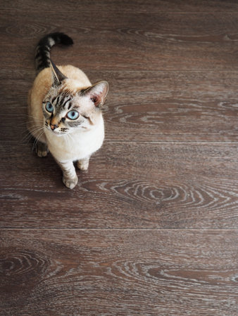 Hungry tai cat with blue eyes demanding food. Domestic pets care
