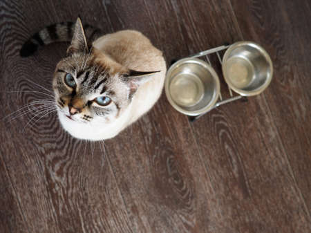 Hungry tai cat with blue eyes demanding food. Domestic pets careの写真素材