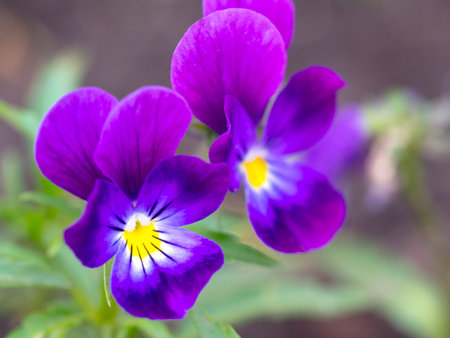Beautiful purple pansy flowers or blooming in spring garden. Close up view, selective focus imageの写真素材