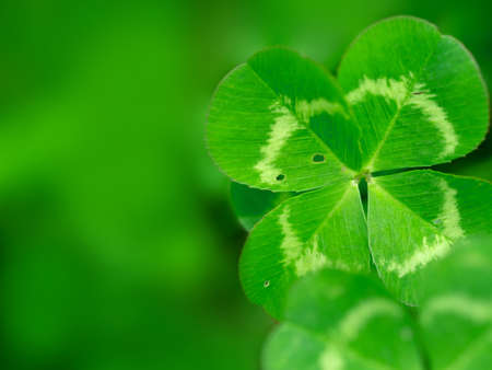 Four leaf clover in green grass. Natural green background, closeup with space for textの写真素材