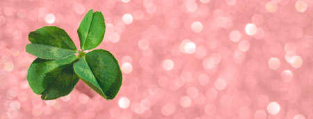 Fresh green lucky four leaf clover on pink sparkling bokeh background. Design for your ad, poster, banner. Beautiful st patrick's day conceptの写真素材