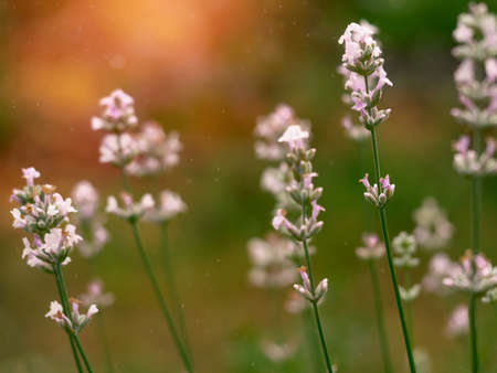 Beautiful white Lavender blooming in green meadow. Close up view, selective focus image. Summer time concept.の写真素材