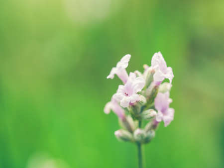 Beautiful white Lavender blooming in green meadow. Close up view, selective focus image. Summer time concept.の写真素材