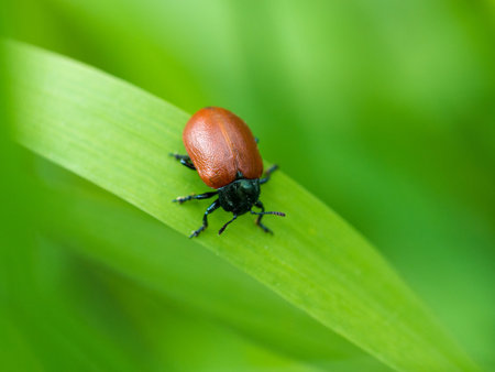 Small brown beetle on a grass blade against a soft creamy green background. Natural green...
