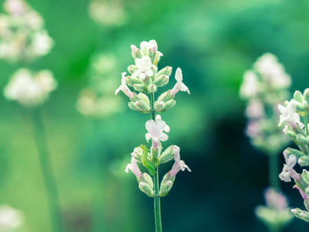 Beautiful white Lavender blooming in green meadow. Close up view, selective focus image. Summer time concept.の写真素材