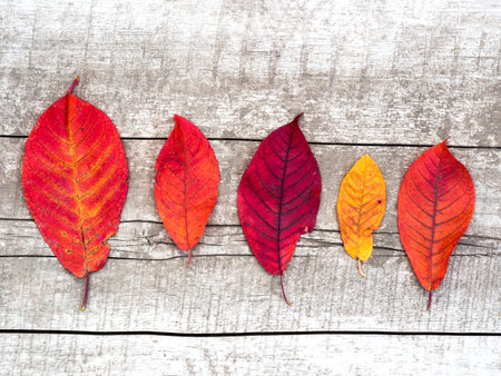 Bright red autumn leaves on aged wooden. Thanksgiving autumn holidays background concept. Horizontal banner with autumn leaves. Top viewof leaves arranged in rowの写真素材