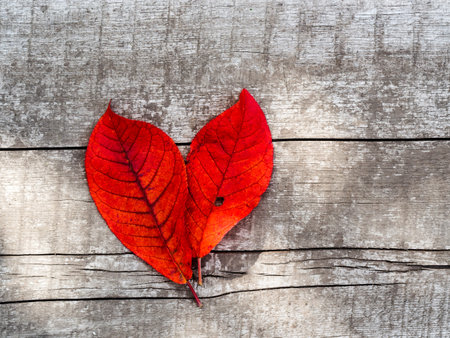 Bright red autumn leaves on aged wooden. Thanksgiving autumn holidays background concept. Horizontal...