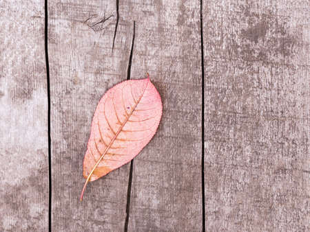 Bright red autumn leaf on aged wooden. Thanksgiving autumn holidays background concept. Horizontal banner with autumn leaves. Top view of a single purple leafの写真素材