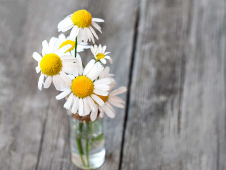 White daisy flower bouquet on rustic weathered wooden table. Harvesting of fresh camomile flowers in the garden. Harvest of Organic herbs.の写真素材