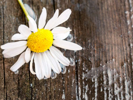 White daisy flower on rustic weathered wooden table. Fresh camomile flowers from the garden. Country style backgroundの写真素材