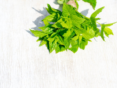 Harvesting bunch of fresh mint leaves in the garden. Peppermint sprig on rustic weathered wooden...