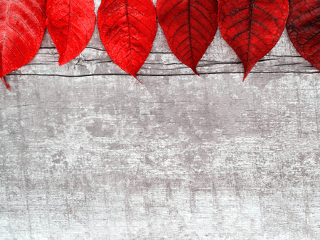 Bright red autumn leaves on aged wooden. Thanksgiving autumn holidays background concept. Horizontal...