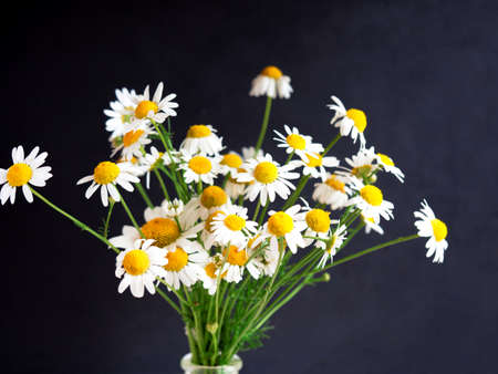White daisy flower bouquet on black background. Summer time concept. Harvest of Organic herbs.の写真素材