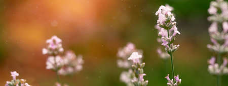 Beautiful white Lavender blooming in green meadow. Summer time concept. Social media banner or header.の写真素材