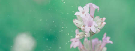 Beautiful white Lavender blooming in green meadow. Summer time concept. Social media banner or header.の写真素材