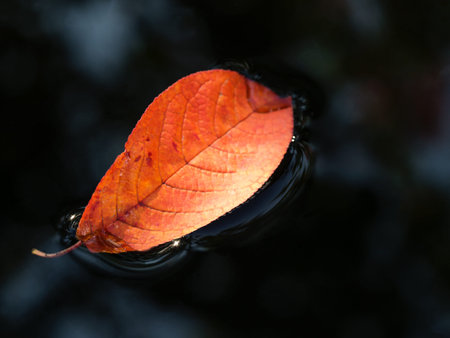 Red leaves floating on the dark water surface. Cold season nature background.