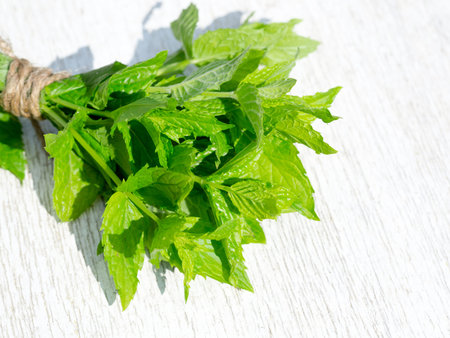 Peppermint sprig bouquet on rustic white wooden table. Harvesting bunch of fresh mint leaves in the...