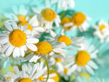Fresh chamomile flowers - medicinal chamomile plant on a bright turquoise backgroundの写真素材