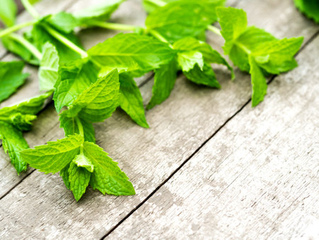 Harvesting fresh mint leaves in the garden. Peppermint sprig on rustic weathered wooden table....