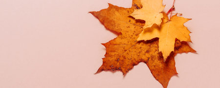 Bright autumn maple leaves on beige paper background. Seasonal fall composition, thanksgiving day...