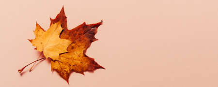 Bright autumn maple leaves on beige paper background. Seasonal fall composition, thanksgiving day concept. Creative flatlay, top view, copy space.の写真素材