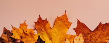 Bright autumn maple leaves on beige paper background. Seasonal fall composition, thanksgiving day...