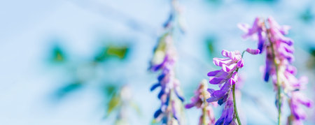 Beautiful spring background with cute violet flowers. Natural green meadow background. Social media...